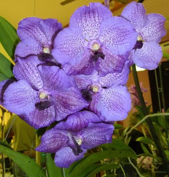 (V. Somsri Blue Classic x V. Prayard Muang Ratch).JPG