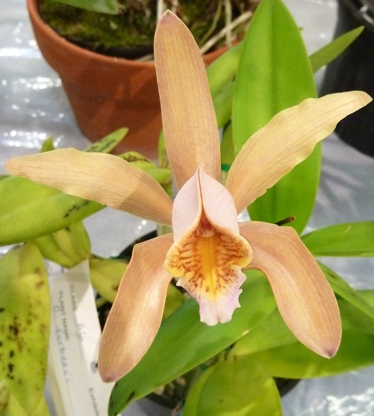 C. forbesii.JPG