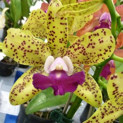 Rhyncholaeliocattleya (Rhs)