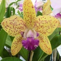 C. Katherine Clarkson x Rlc. Sun Spots