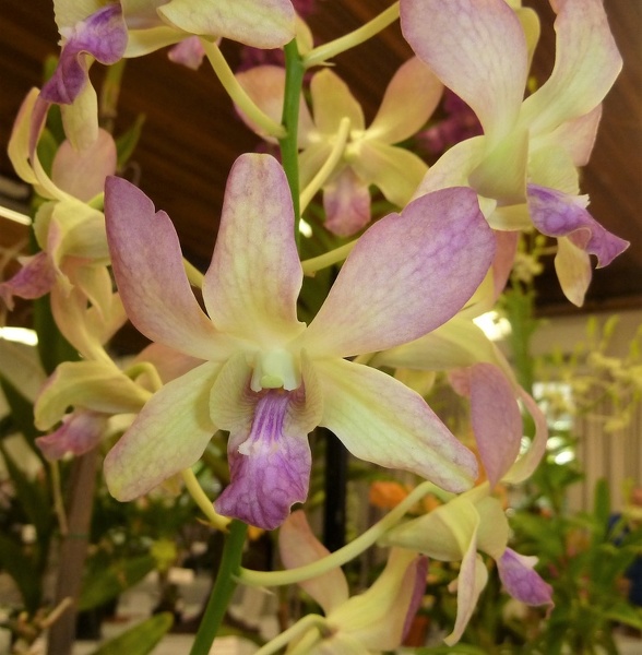 Den. Chao Praya Moonlight 'Sweet Fragrance'.JPG