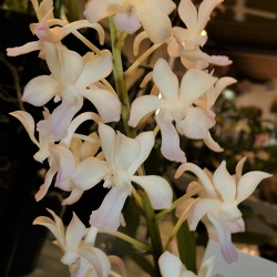 Rhyncatlaelia (Ryc.)