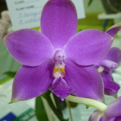 Germaine Vincent x violacea