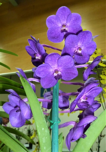 Ascda. Tan Chai Beng 'Purple Blue'.JPG