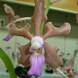 V. tessellata x Vasco. Veeraphol