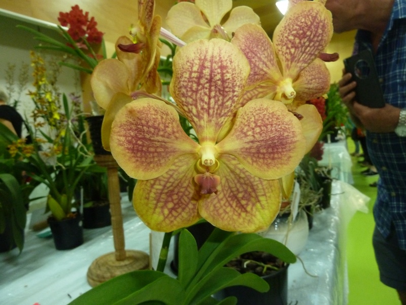 (V. Kultana Gold x Ascda. Udomchai) x Ascda. Golden Gulf.JPG