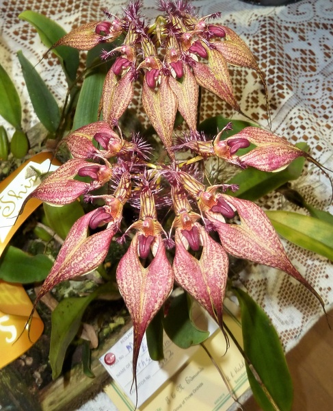 Bulbophyllum [Bulb.] rothschildianum.JPG