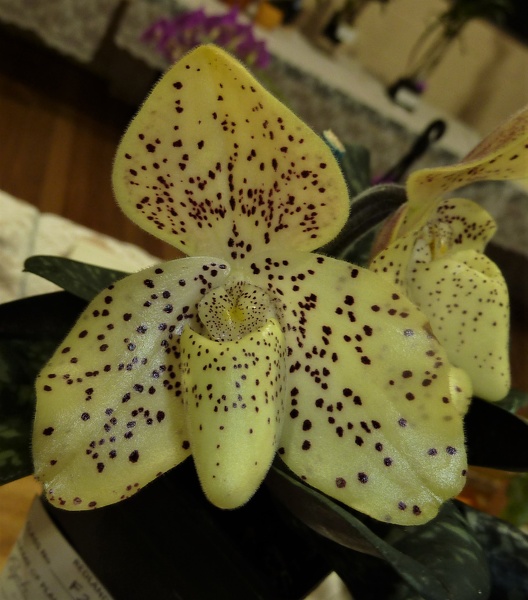 Paph. concolor.JPG