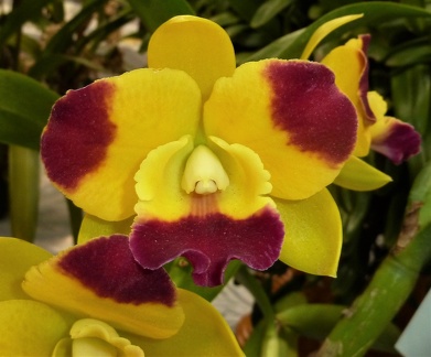 Ctt. Ploenpit Crown x Rlc. Sierra Belle