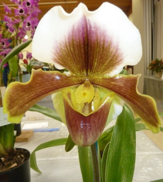 Paph. Via Modoc x Paph. Veritilario.JPG