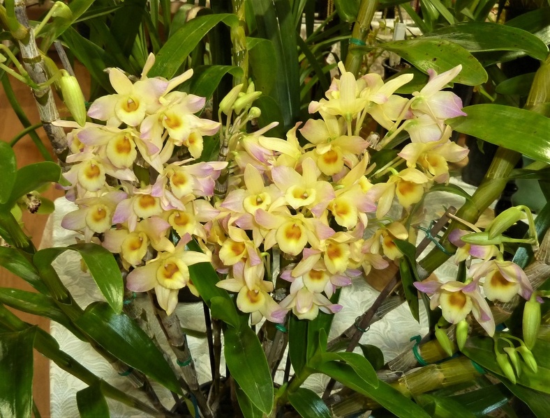 Den. Kinkaku (Den. Snowflake x Den. Golden Crescent).JPG