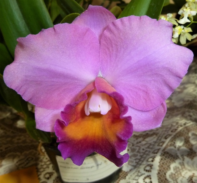 (C. Elusive Dream x C. Royal Beau).JPG