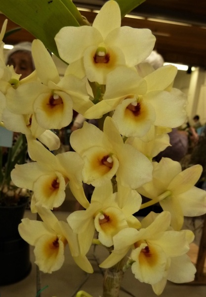 (Den. Beautiful Egg x Den. Golden Blossom).JPG