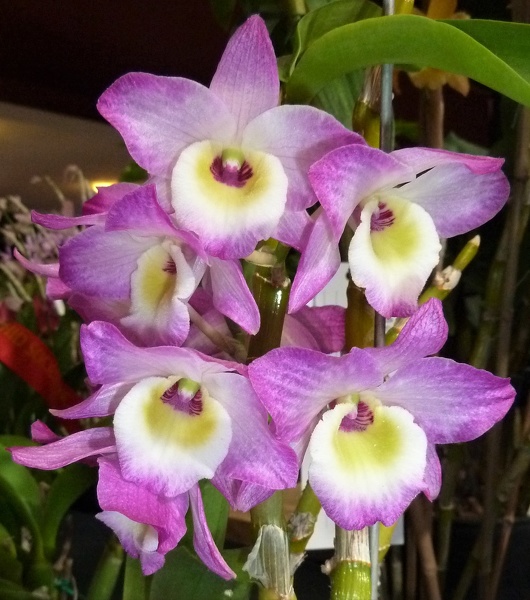 (Den. Fivedock Fire x Den. Sailor Boy).JPG