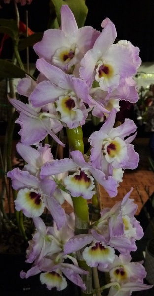 Den. Pink Doll 'Elegance'.JPG