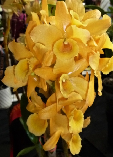 Den. Spring Bird 'Kurashiki'.JPG