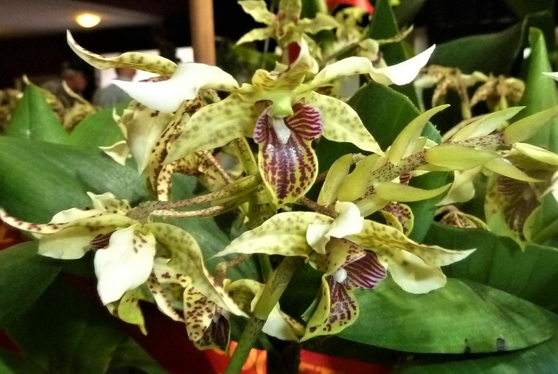 Den. New Guinea (Den. macrophyllum x Den. atroviolaceum).JPG
