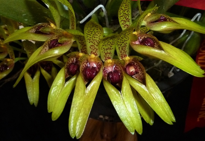 Bulb. graveolens.JPG