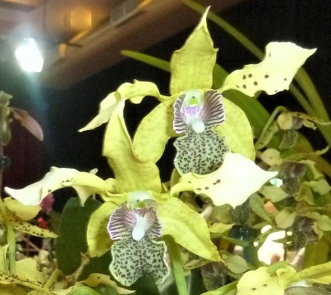 (Den. macrophyllum x Den. tapiniense).JPG