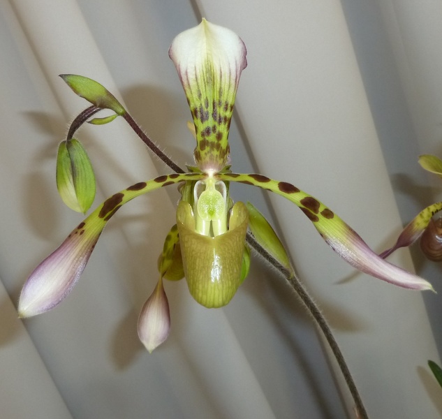 Paph. haynaldianum.JPG