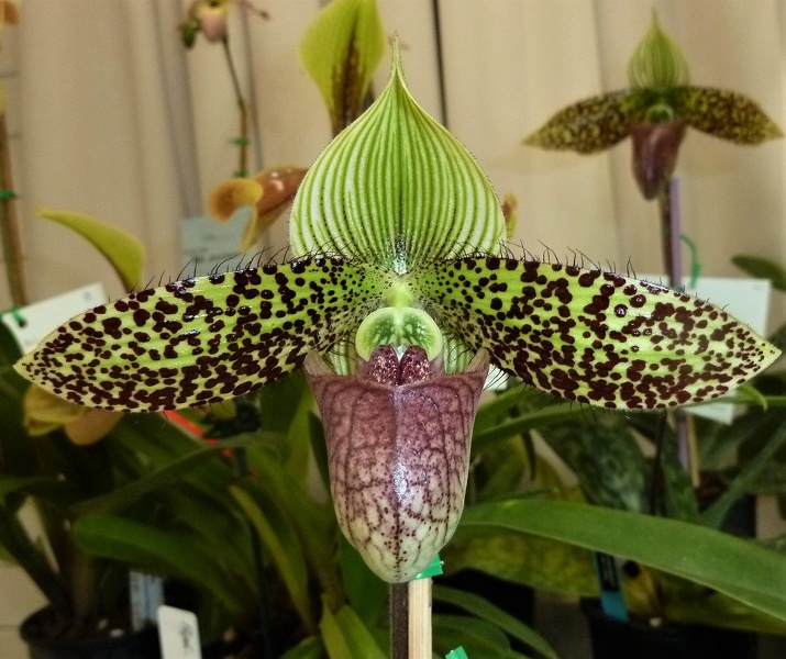 Paph. sukhakulii.JPG