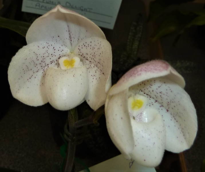 Paph. bellatulum.JPG