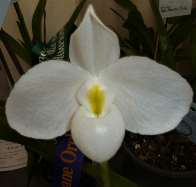 Paphiopedilum [Paph.] delenatii var. alba.JPG