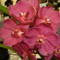 Ratchaburi Golden Red "Chery"