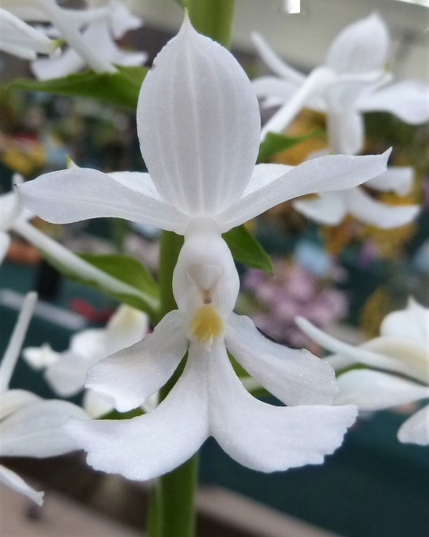 Calanthe [Cal.] triplicata.JPG