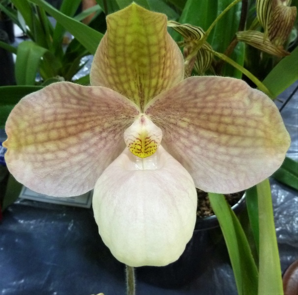 Paph. Liberty Taiwan (Paph. micranthum x Paph. hangianum).JPG