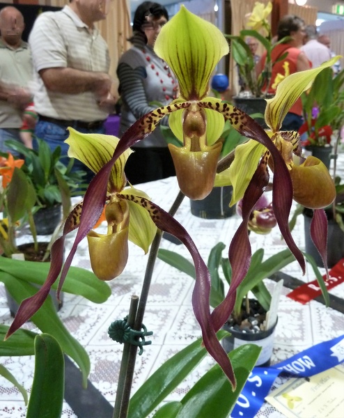 Paph. Berenice (Paph. lowii x Paph. philippinense).JPG