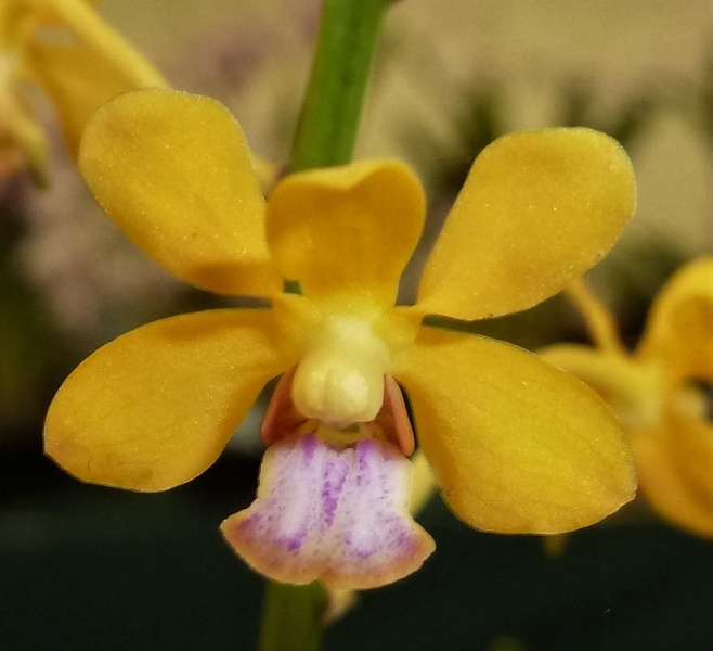 V. testacea.JPG