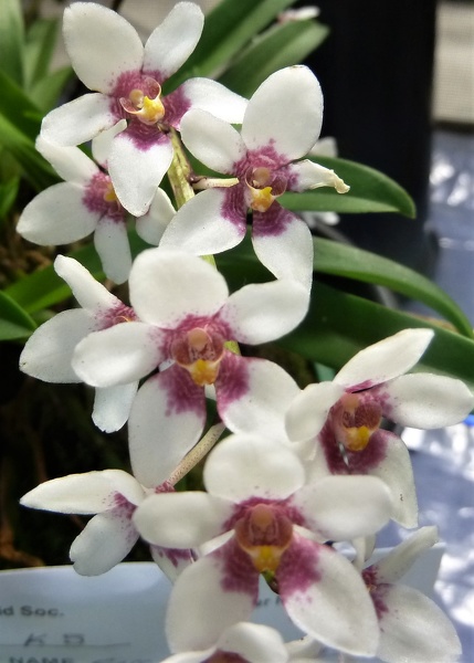 Sarcochilus [Sarco.] fitzgeraldii..JPG