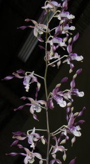 Den. Magenta's Chocolate Curls