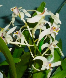 Den. triflorum var. orientale