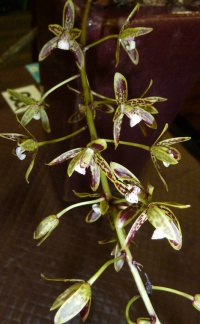 Cym. canaliculatum