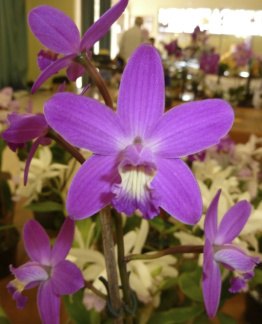 crispata x (Landate x milleri)